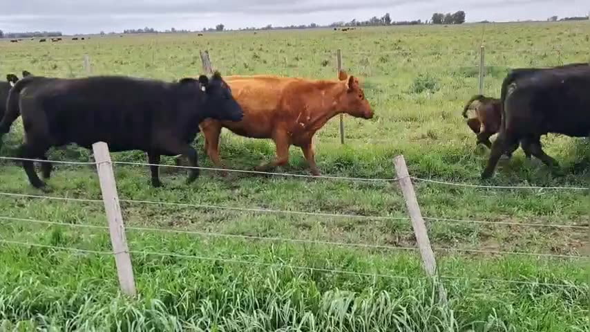 Lote 70 terneros/as
