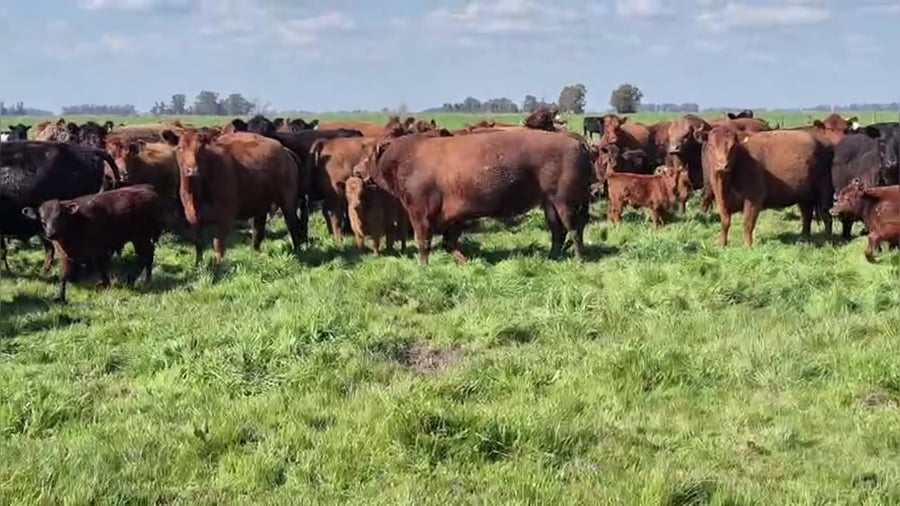 Lote 65 terneros/as