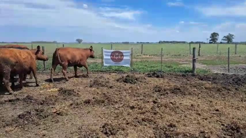 Lote 22 vacas