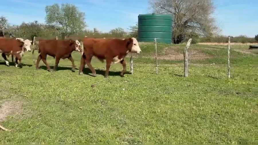 Lote 105 terneros