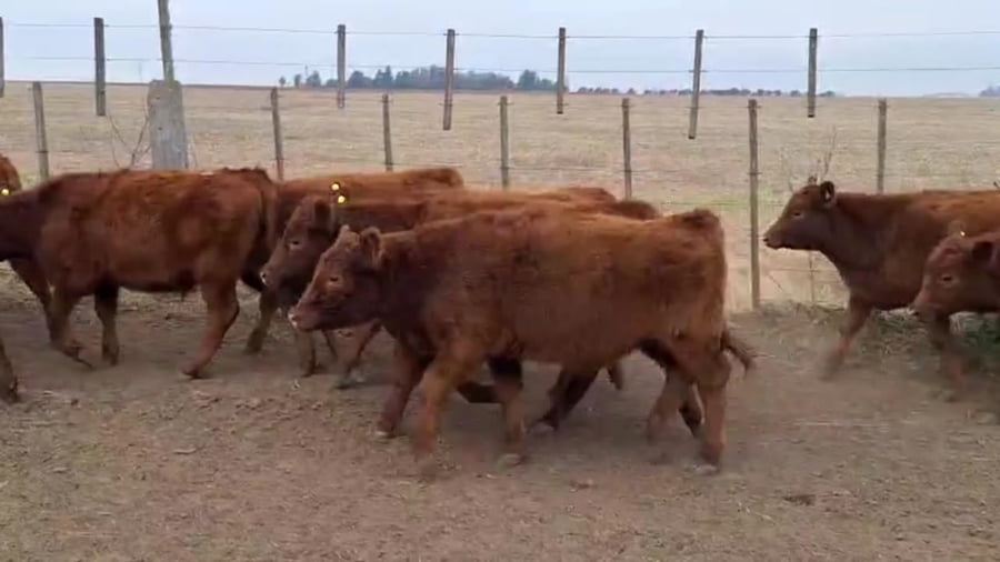 Lote 60 terneros