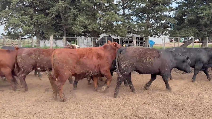 Lote 38 novillitos