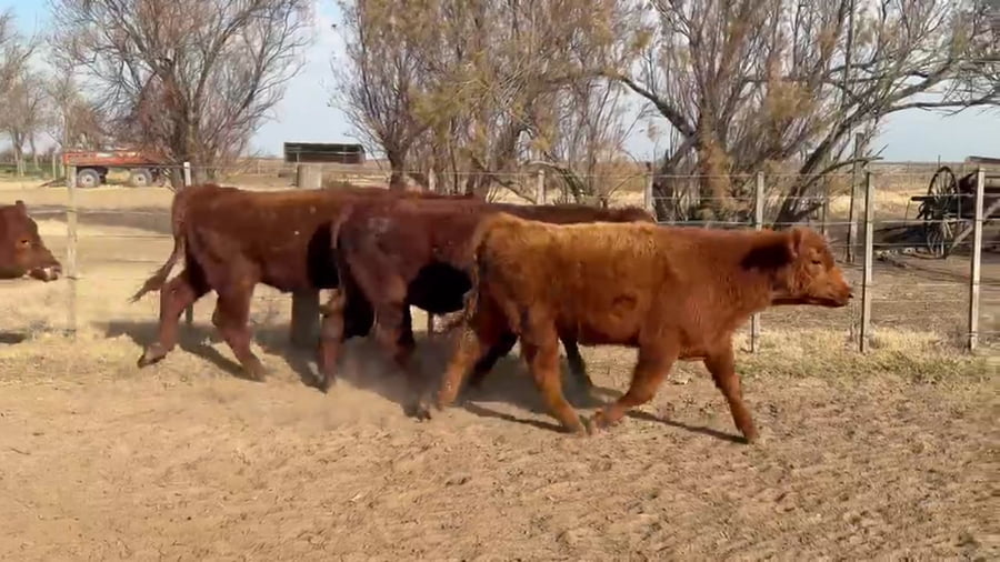 Lote 20 novillitos