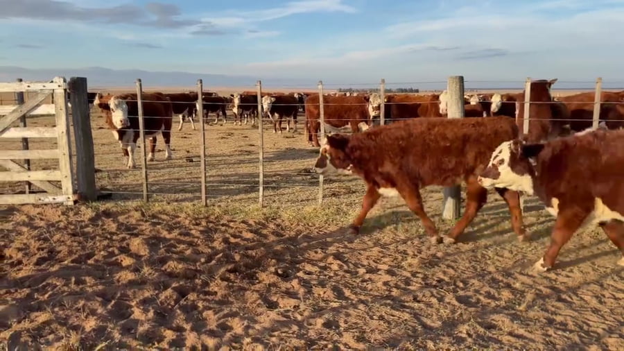 Lote 70 terneros/as
