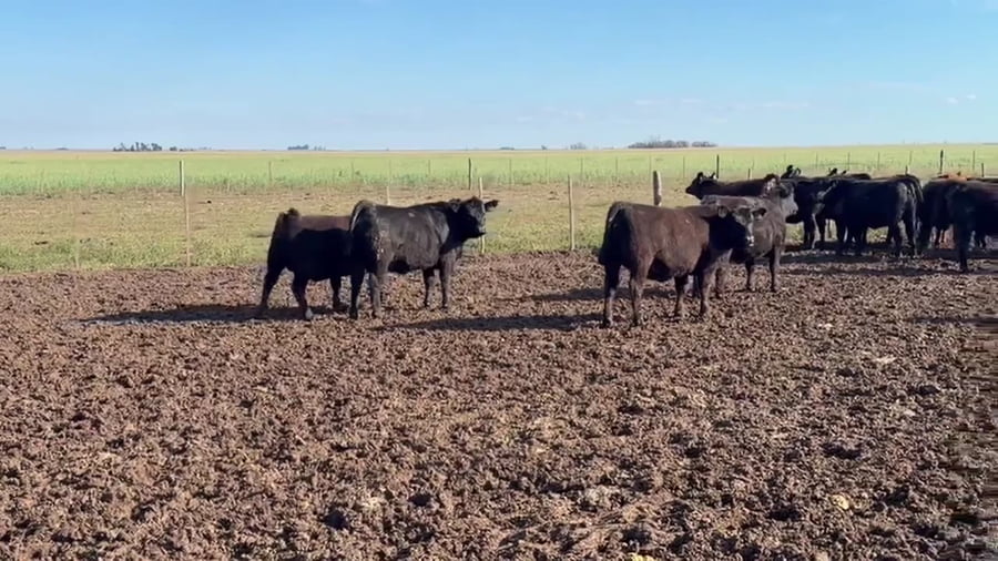 Lote 43 vaquillonas