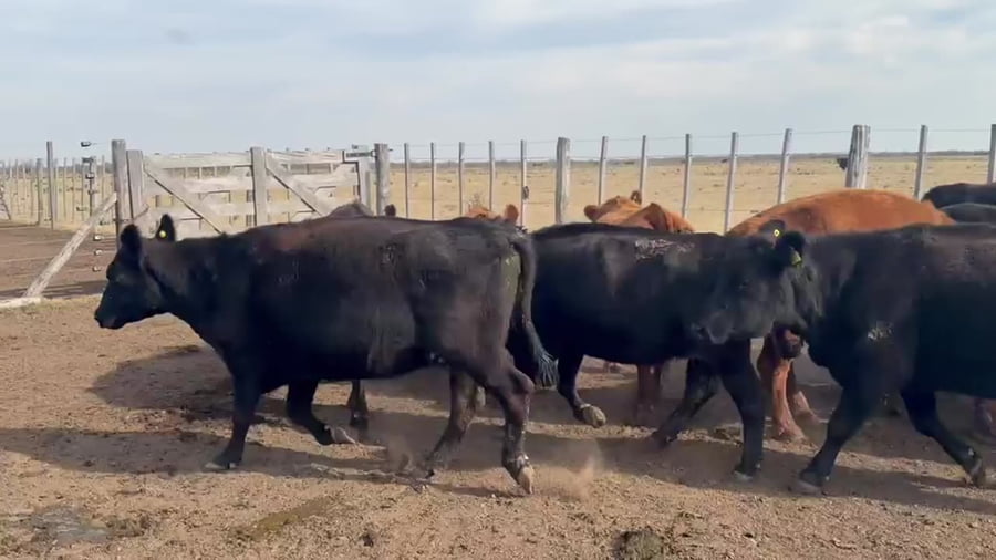 Lote 20 vacas vacías