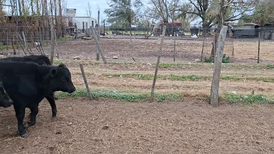 Lote 65 terneros/as