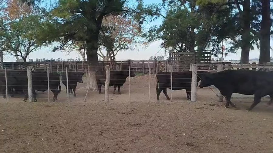 Lote 56 vacas preñadas