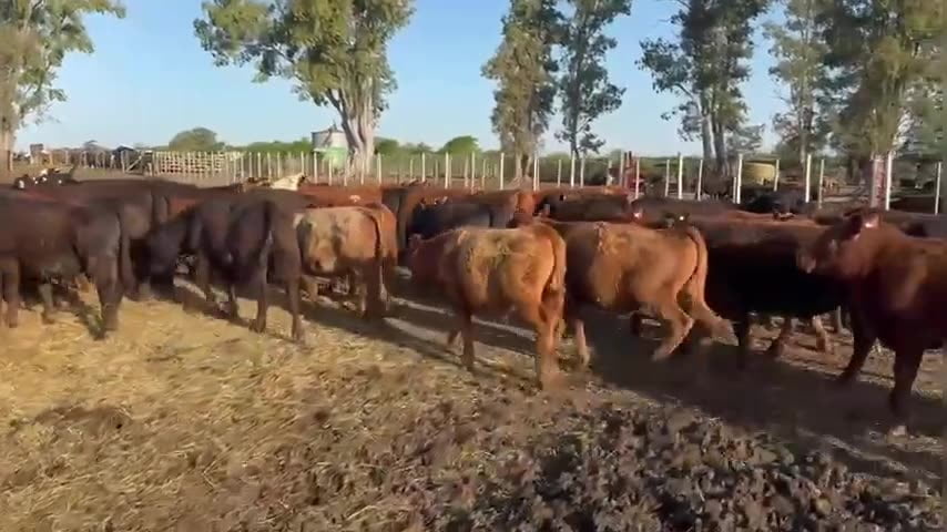 Lote 70 terneros