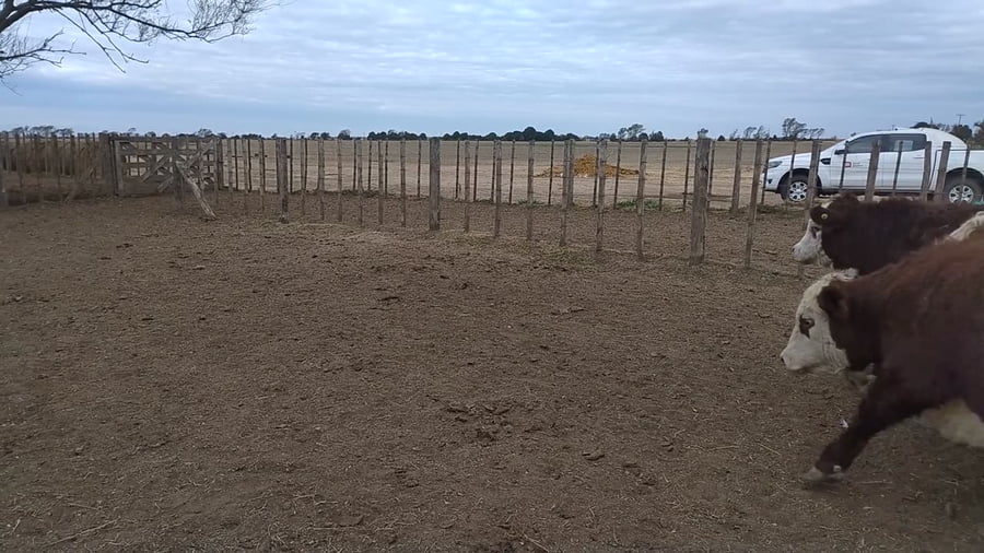 Lote 32 novillos