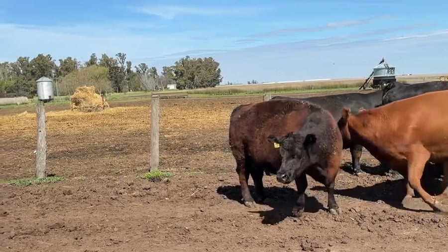 Lote 31 vacas