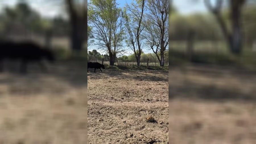 Lote 35 vacas preñadas