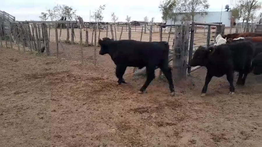 Lote 60 terneros