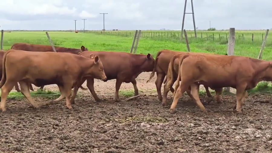 Lote 19 vaquillonas