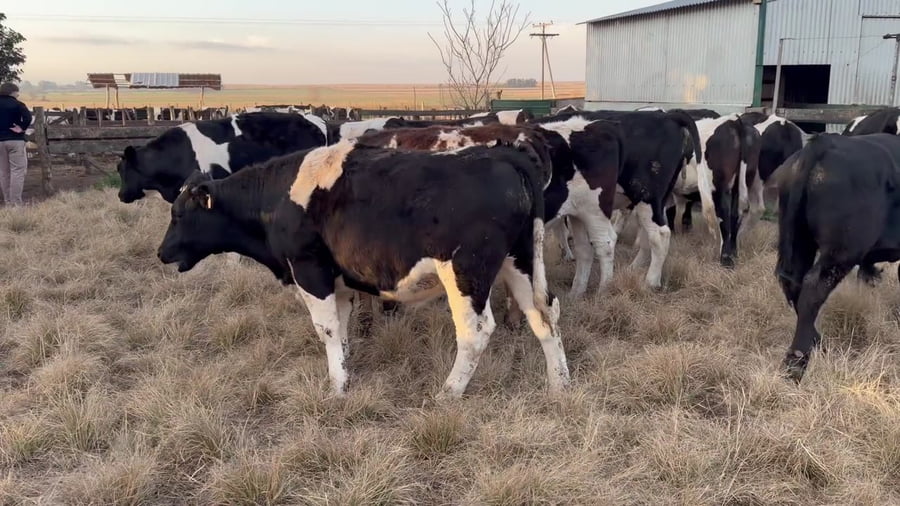 Lote 22 novillitos