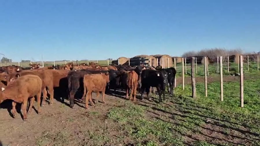 Lote 75 terneras