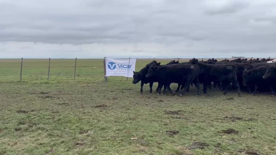 Lote 87 vaquillonas
