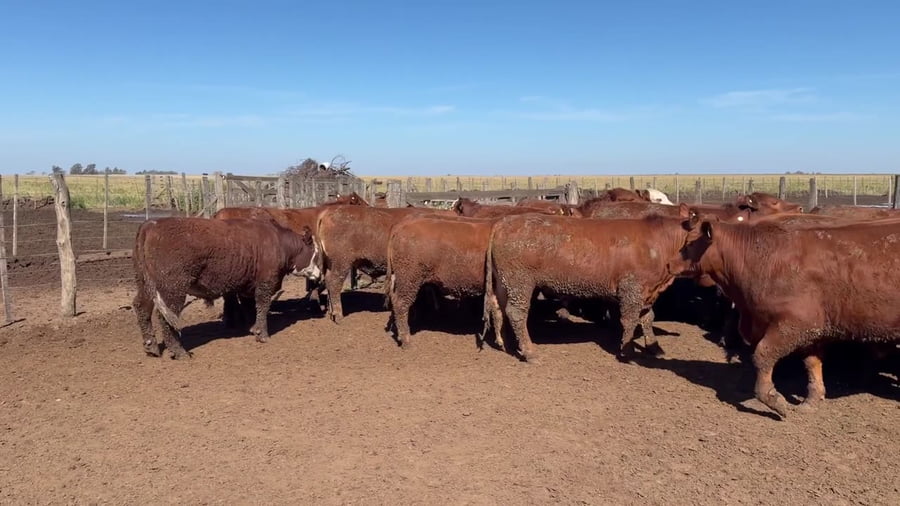 Lote 27 novillitos