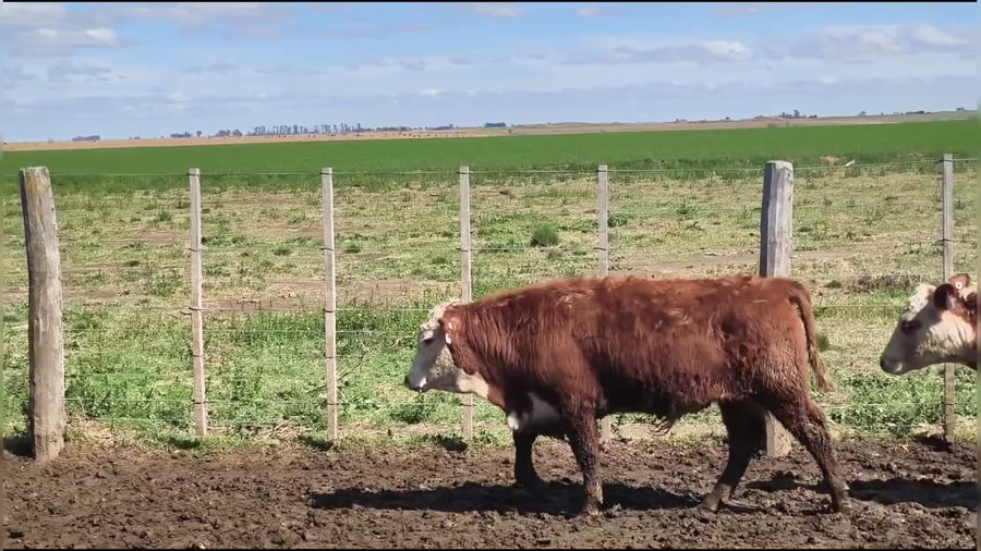 Lote 50 terneros