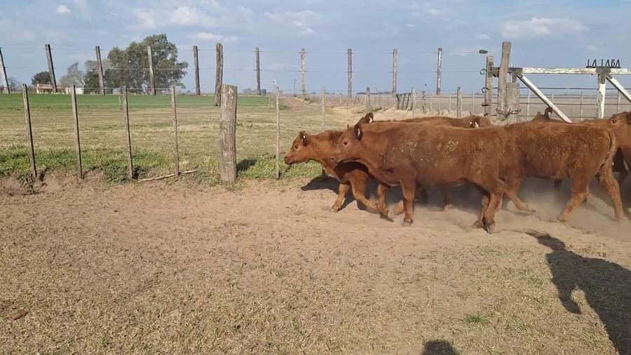 Lote 12 terneras