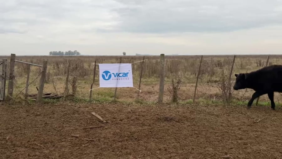 Lote 70 terneros/as
