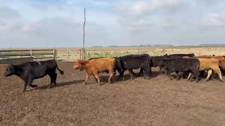 Lote 70 terneros