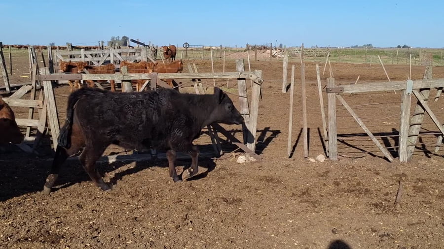 Lote 16 terneras