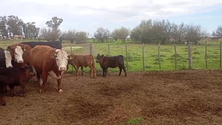 Lote 29 vacas con cría