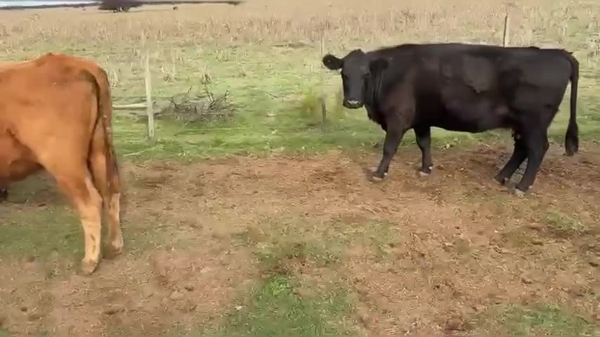 Lote 70 vacas preñadas
