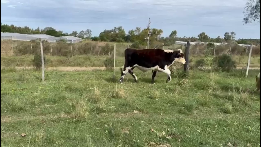 Lote TERNEROS Y TERNERAS