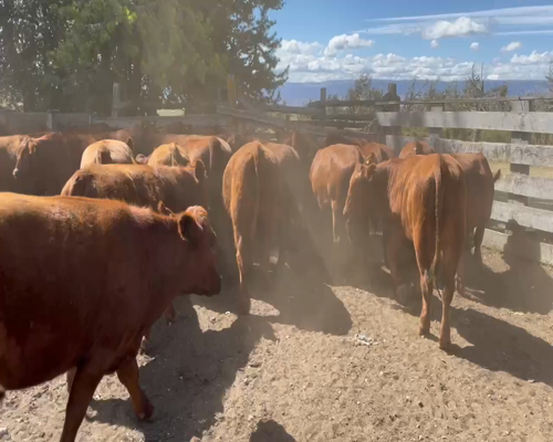 Lote 31 Novillo Engorda en XI Región Aysén, Coyhaique
