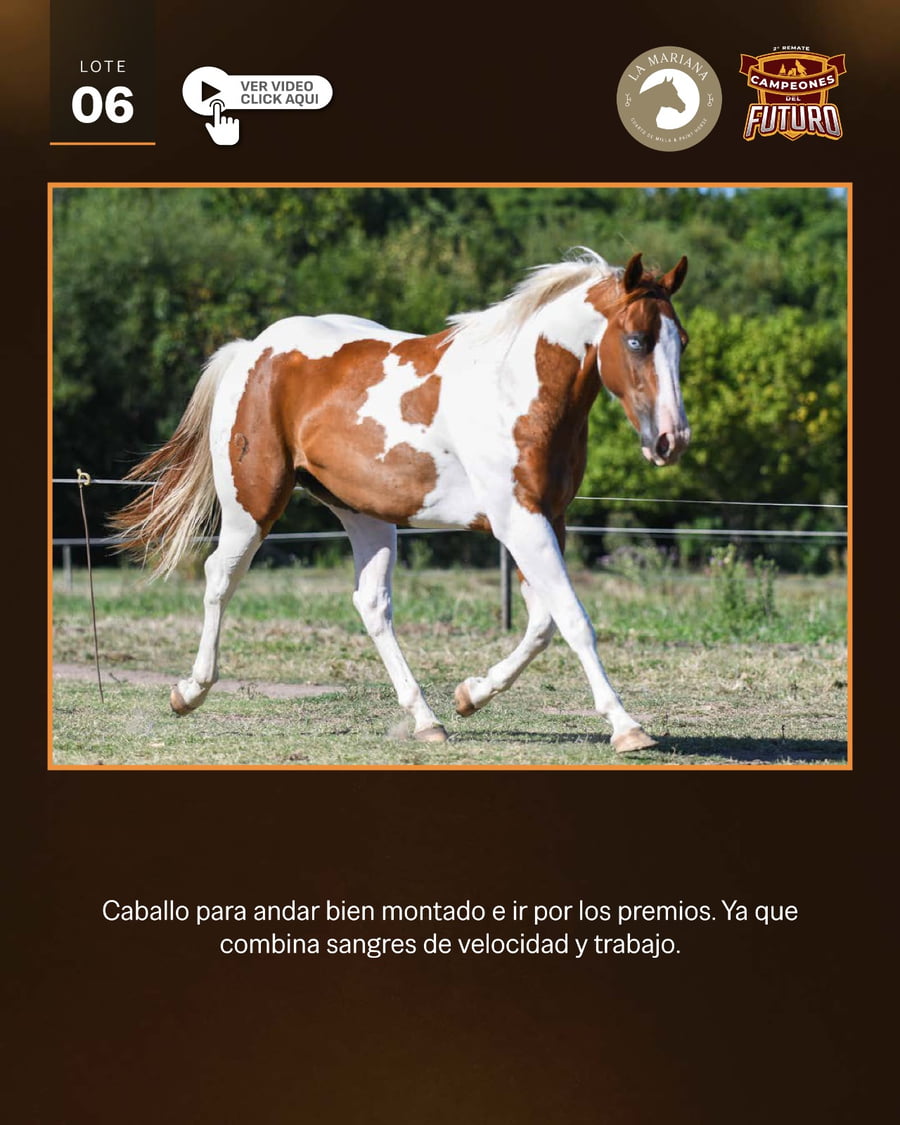 Lote LAM TAMARINDO SECRETARIAT