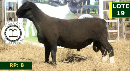 Lote OVINOS MACHOS 19