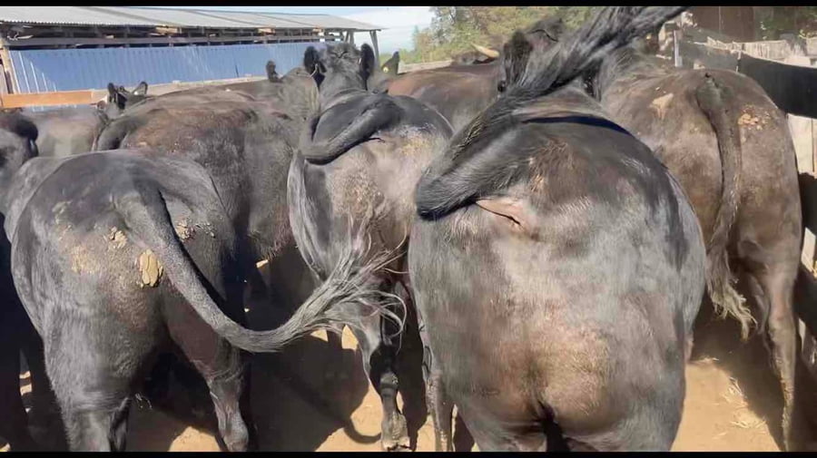 Lote 23 Novillo Gordo en Osorno, X Región Los Lagos