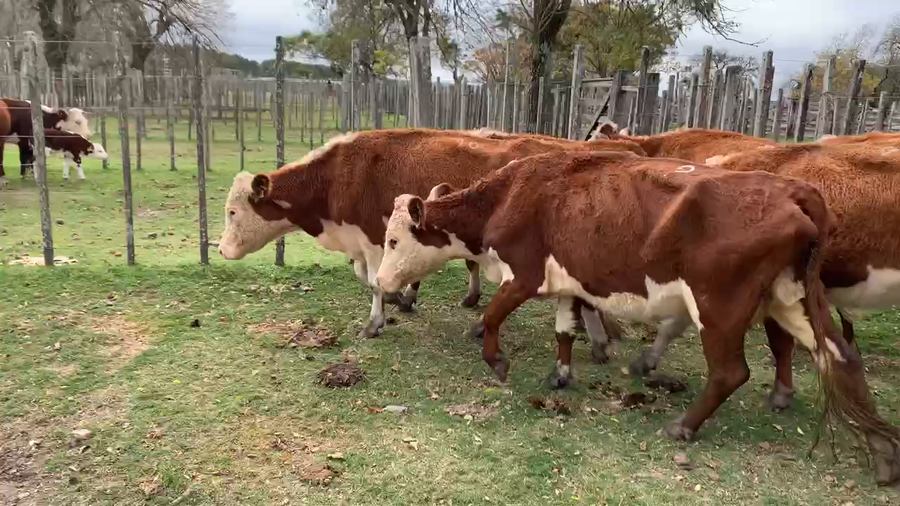 Lote 9 Vacas de Invernada en Melo, Cerro Largo