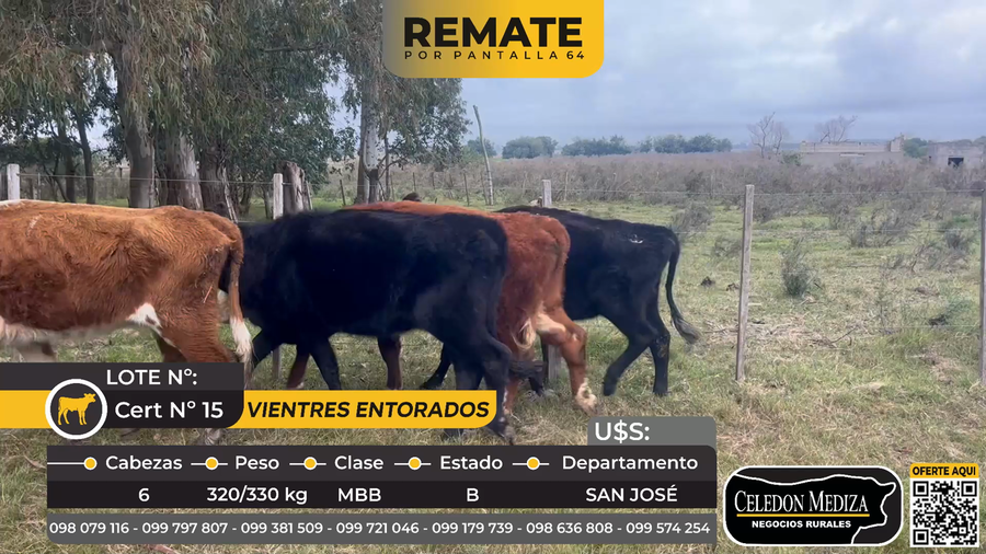 Lote 6 Vientres Entorados a 3 km de San José de Mayo. San José