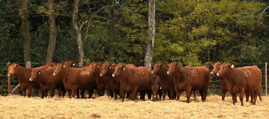 Lote VAQUILLONAS ANGUS PC PRIMAVERA