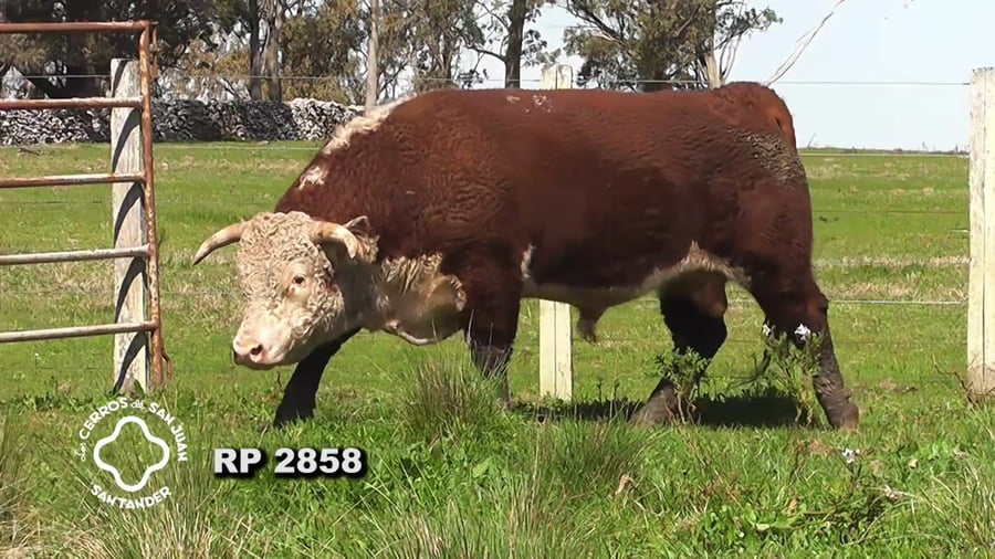 Lote Toro Hereford PO de 3 años