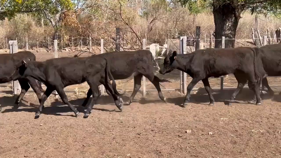 Lote 55 Vaquillonas 1 a 2 años en Paraje Palma Sola, Artigas