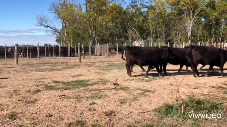 Lote 37 Vaquillonas C/ gtia de preñez en Cañuelas, Buenos Aires