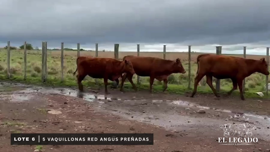 Lote Vaquillonas Red Angus preñadas