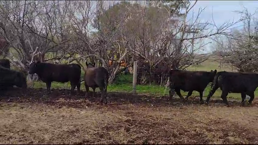 Lote 32 Novillitos y vaquillonas en Bonifacio, Buenos Aires