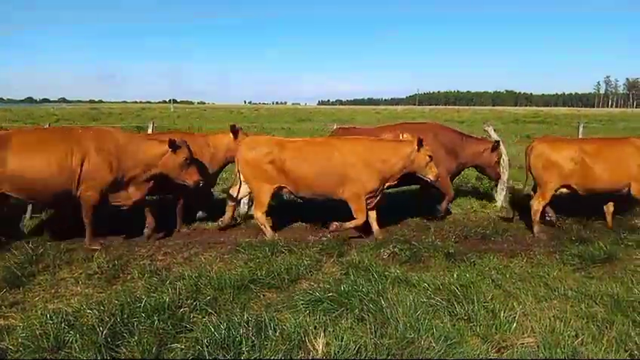 Lote 33 Vaca Exportacion