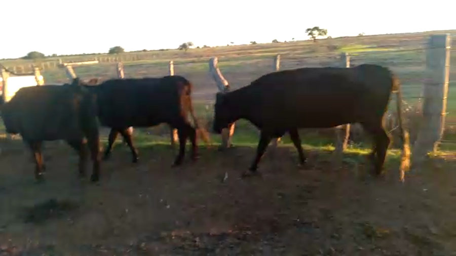 Lote 56 Vacas de invernar en Entre Ríos, La Paz