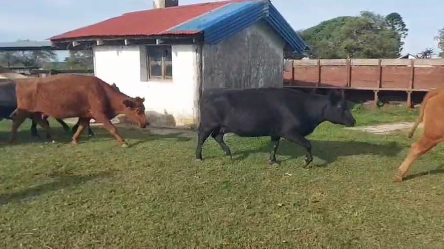 Lote 35 Vacas Gordas
