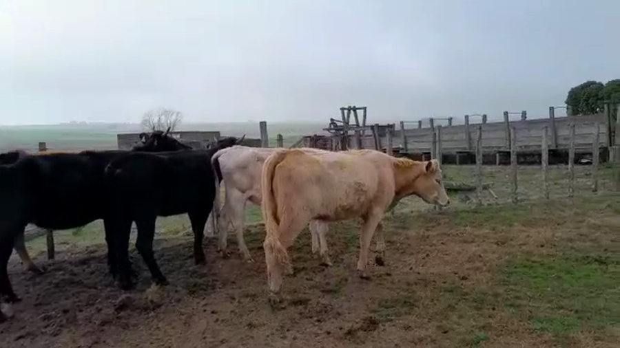 Lote 6 Vaquillonas 1 a 2 años ANGUS a remate en PANTALLA CAMY - SAN JOSE  1500 VACUNOS 310kg - , San José