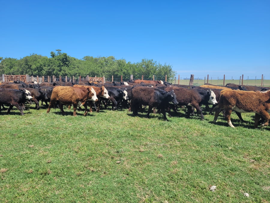 Lote 65 Novillitos en Dolores, Buenos Aires