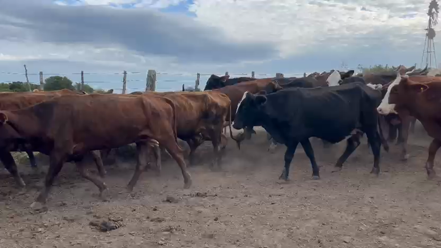 Lote 110 Vacas de invernar en Chaco, Puerto Velaz