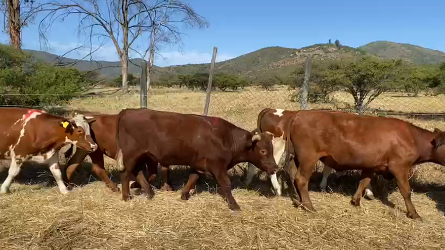 Lote 25 Novillo Engorda en La Ligua, V  Región Valparaíso