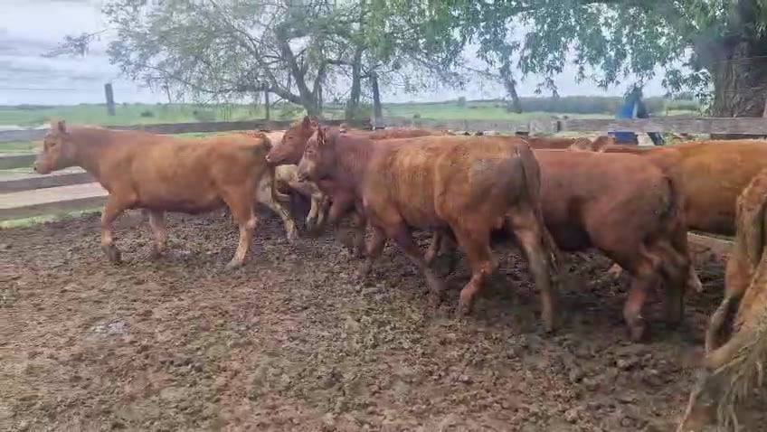 Lote 18 Novillos a remate en Pantalla Camy, San José